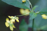 Fringed loosestrife